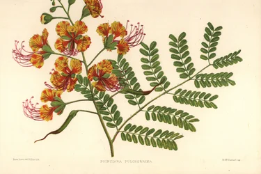 Poinciana, Caesalpinia pulcherrima (Poinciana pulcherrima)